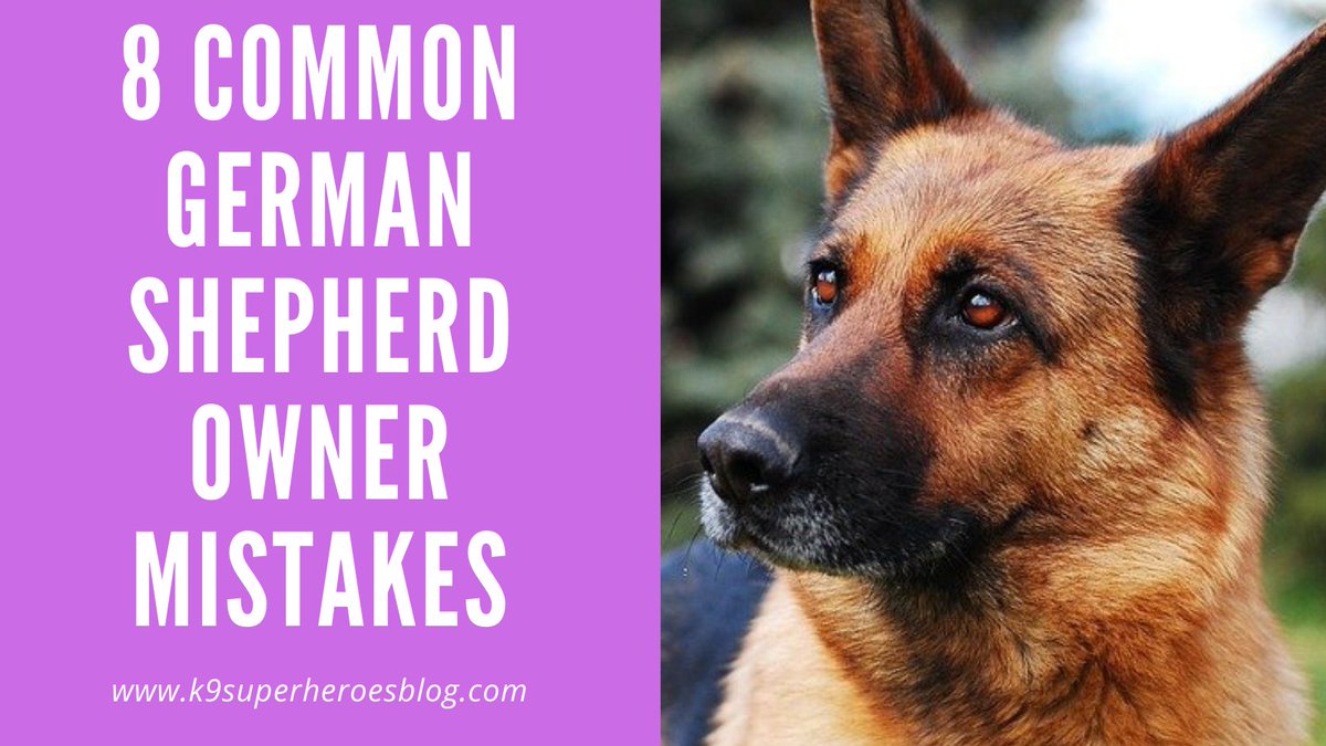 Hey guys, check out the article on 8 Common German Shepherd Owner Mistakes!

k9superheroesblog.com/8-common-mista…

#germanshepherd #germanshepherds #germanshepherdpuppy #germanshepherdpup #germanshepherddog #gsd #gsdofinstagram #gsdpuppy #gsdlife #gsdlove #germanshepherdsofinstagram