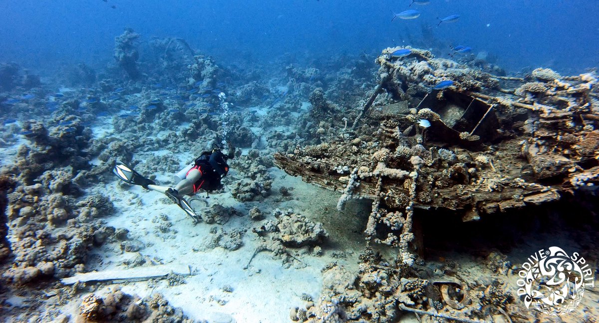 DOODIVE1's tweet photo. Ocean Treasure π β
When was your last wreck dive ? β Comment below πβ
β
π @doodive_official on Instagram for more diving contentβ
β
#doodive #scuba #scubadiving #wreck https://t.co/cRlxhlZjkx
