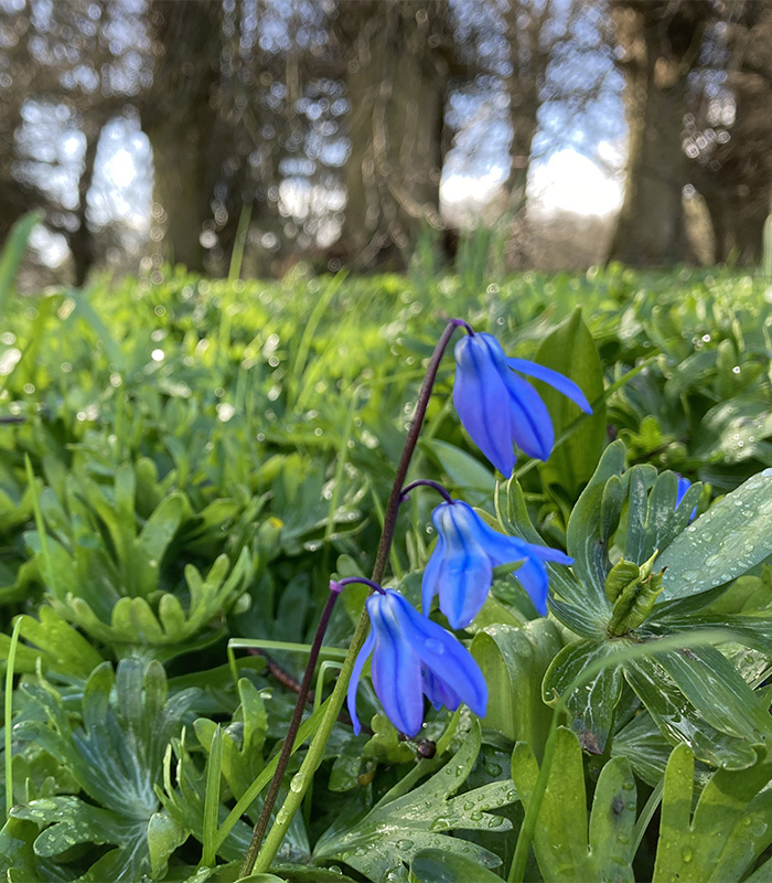 ComptonVerney's tweet photo. The Park is brimming with shades of purple. How many shades will you spot on your next visit?

Don't forget to share your nature photos with us on Instagram &amp; tag #CVNatureDiary until Sun 18 Apr to be included in our spring exhibition 'Seasons' https://t.co/ISSMTaiVN2
#CVGrounds https://t.co/oBOnjsv6c3