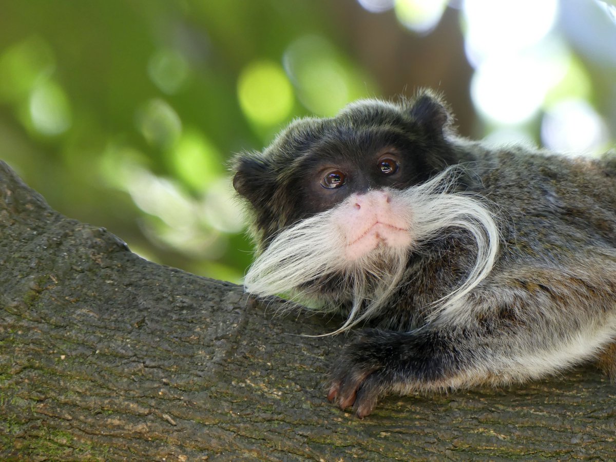 ZoodeMartinique's tweet photo. Au zoo les tamarins empereurs vivent sur un superbe îlot de verdure qu'ils adorent ! Venez leur rendre visite ! 🐒💗

https://t.co/eiUXxOu6UP

#martinique #martiniquefwi #antillesfrancaises #nature #animaux #zoodemartinique #travel #tropical #iles #antillesfrançaises #fwi https://t.co/MkxUdutmwC
