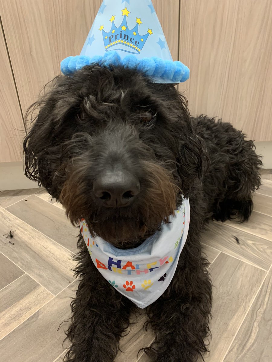MiloTheGuide's tweet image. ITS MY BIRTHDAY!! I am a whole 3 years old today!! 🎈  #dogsoftwitter  #guidedog  #labradoodle  #birthdayboy