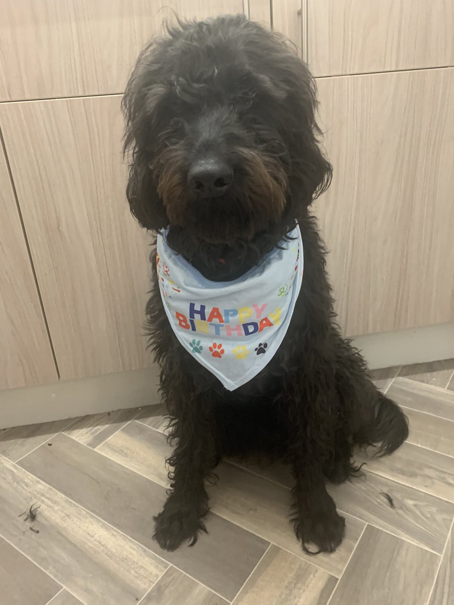 MiloTheGuide's tweet image. ITS MY BIRTHDAY!! I am a whole 3 years old today!! 🎈  #dogsoftwitter  #guidedog  #labradoodle  #birthdayboy