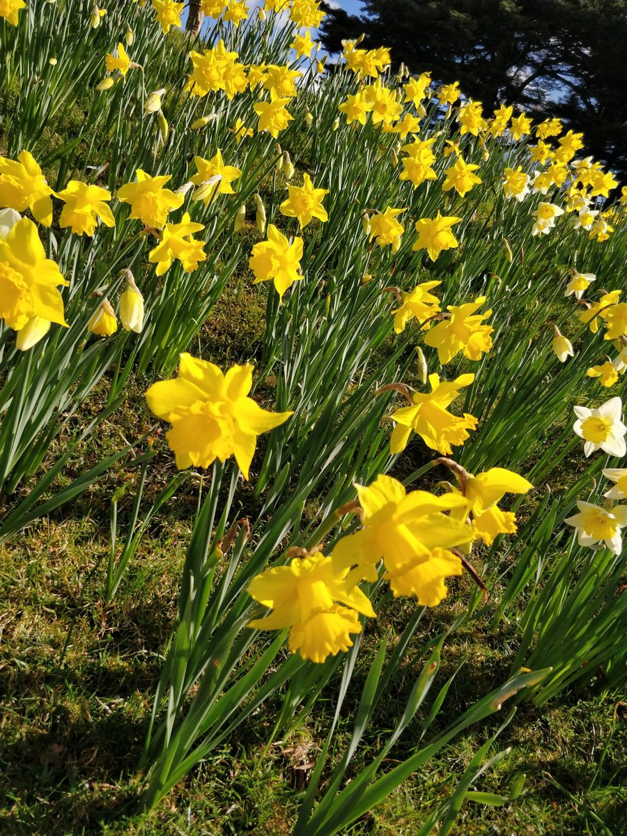 Love this time of year. Really must plant some daffodils in the garden ❤️