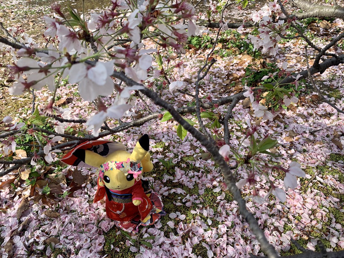 舞妓はんピカチュウ 舞妓はんピカチュウ