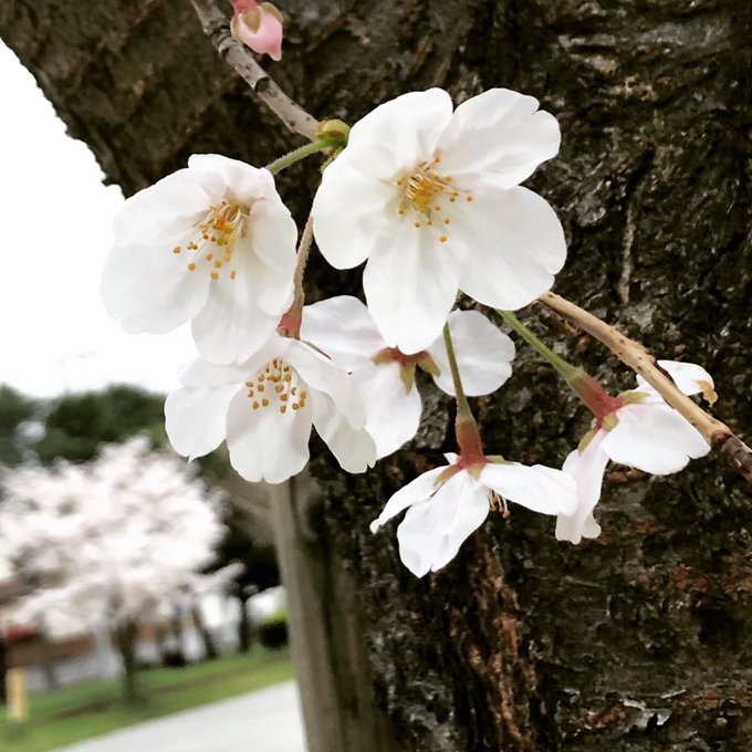 さよならだけが人生だのtwitterイラスト検索結果