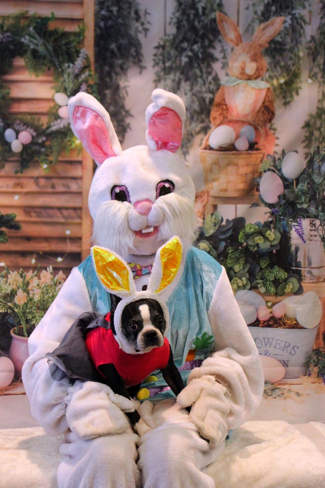 TerrierMomAmy's tweet photo. Candy met the Easter Bunny!
#bostielove
#instadog
#instadoggy
#dogsofinstagram
#dogstagram
#doglover
#dogofthedayjp
#dogoftheday
#doglife
#puppies
#cutedogs
#dogsofinsta
#dogsofinstagramworld
#puppiesofinstagram
#instagram
#samoyedofinstagram
#doggo https://t.co/IrJZqK3glJ