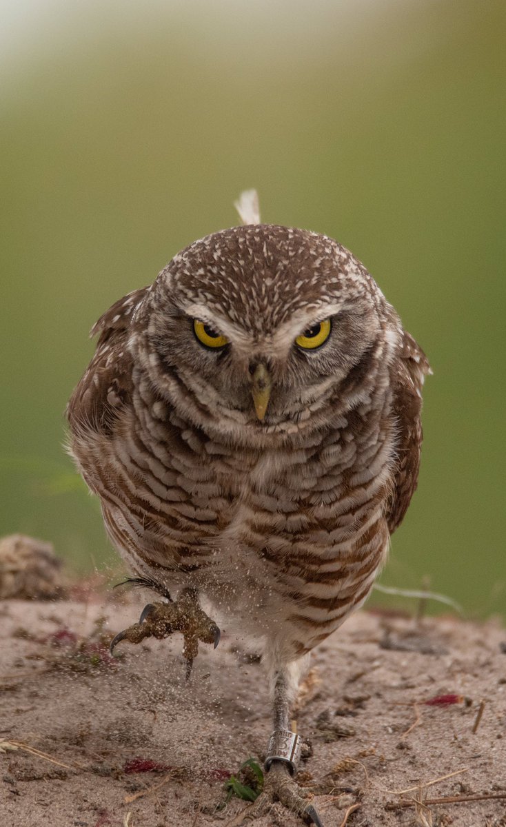 birdcrazed6's tweet image. *VIEW FULL SCREEN PLEASE*
If you thought the Burrowing owl image showed a bit of fierceness, check this one out!
#TwitterNatureCommunity #birds