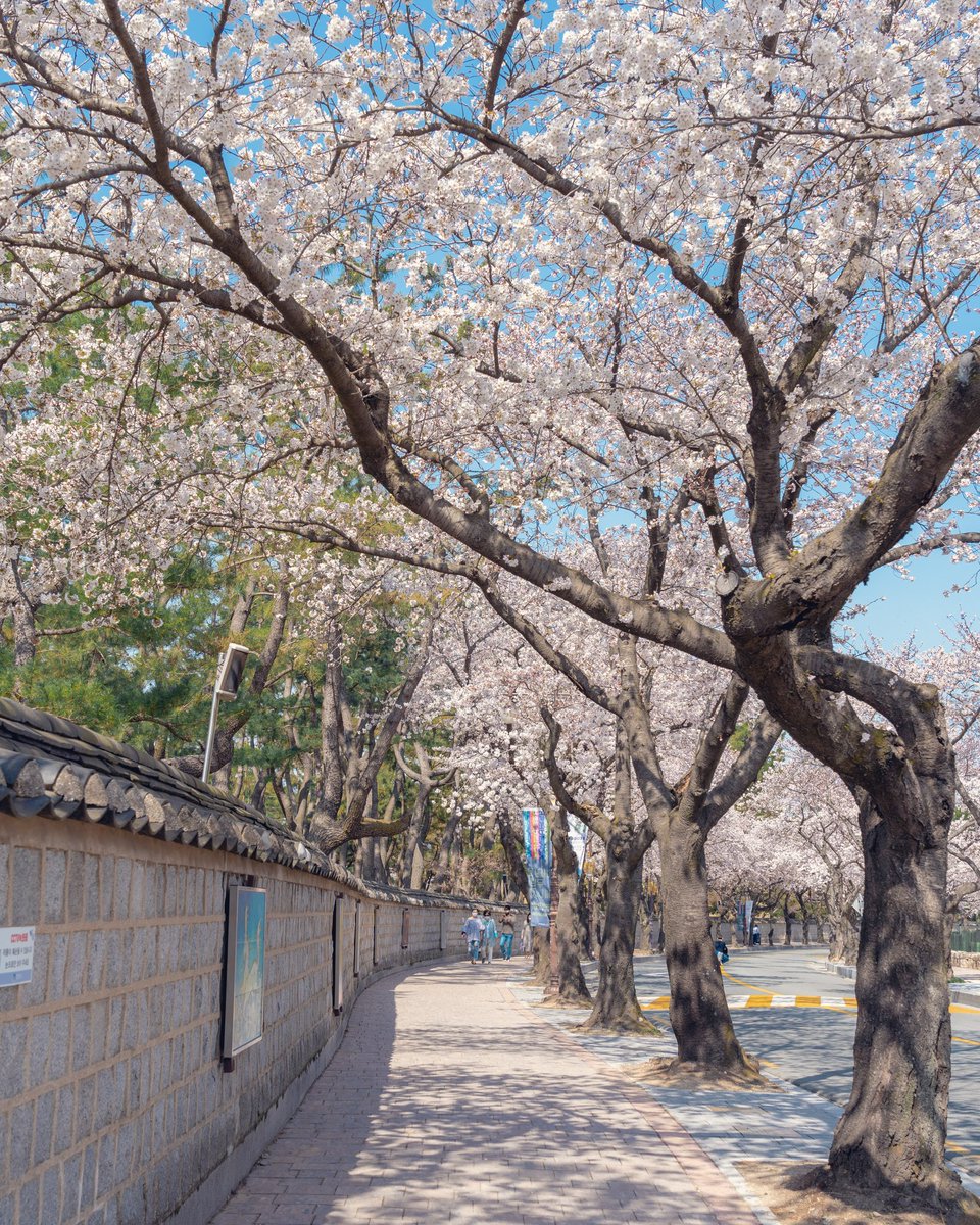 경주는 정말 벚꽃이 멋지네. 금요일에 경주를 다녀온 둘째가 봄을 가득 잡아왔다