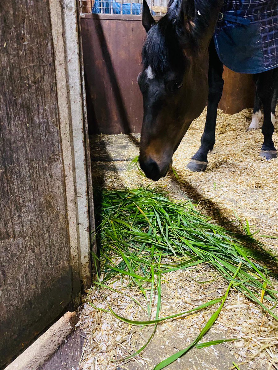 MBlakeRacing's tweet photo. Snacking on a Sunday 🐎
#dualrachorsetrainer #stavertonfarm #teamstaverton #weloveourracehorses #happyhorses #CareersInRacing #spacesavailable #contactustoday #freshgrass #workhardplayharder #stables #huntershavings https://t.co/hZtAwp9LSz
