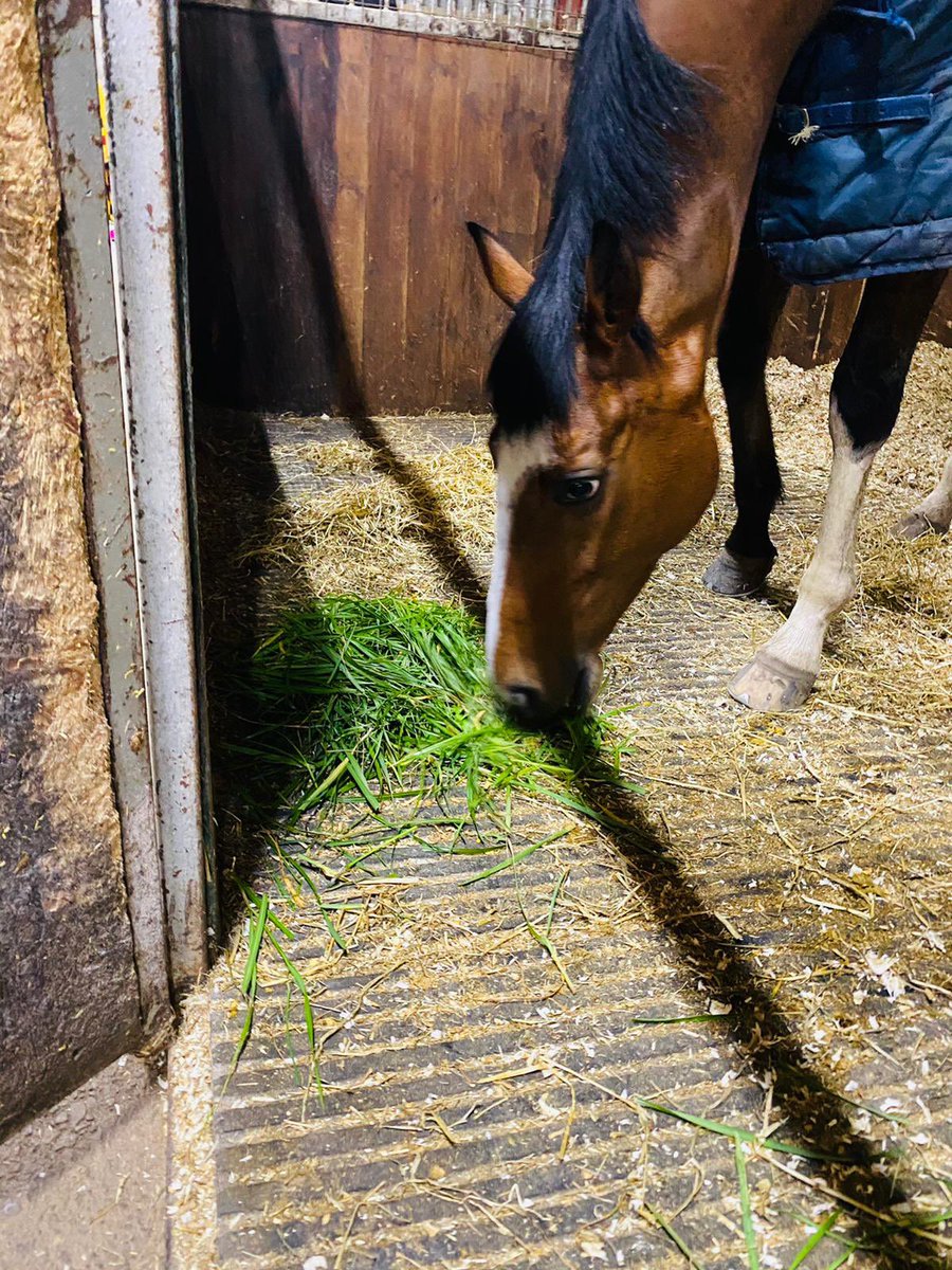 MBlakeRacing's tweet photo. Snacking on a Sunday 🐎
#dualrachorsetrainer #stavertonfarm #teamstaverton #weloveourracehorses #happyhorses #CareersInRacing #spacesavailable #contactustoday #freshgrass #workhardplayharder #stables #huntershavings https://t.co/hZtAwp9LSz