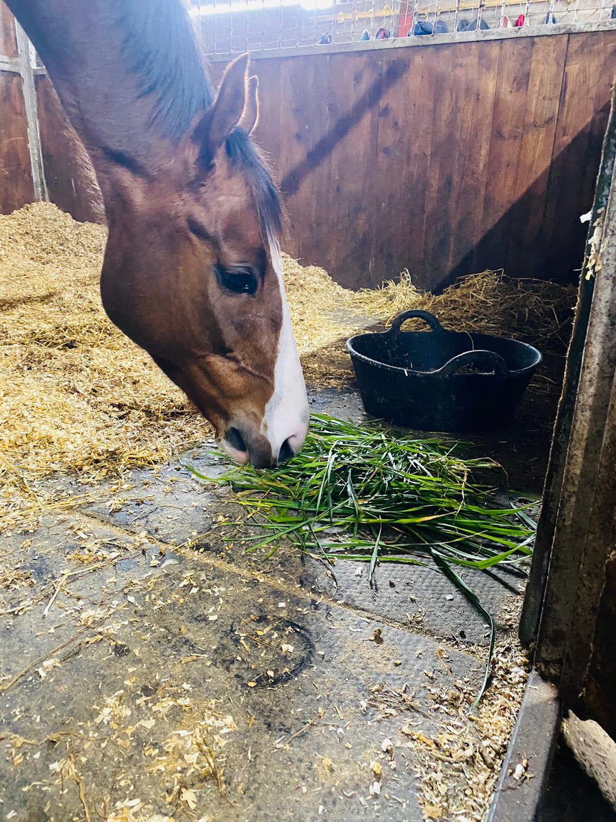 MBlakeRacing's tweet photo. Snacking on a Sunday 🐎
#dualrachorsetrainer #stavertonfarm #teamstaverton #weloveourracehorses #happyhorses #CareersInRacing #spacesavailable #contactustoday #freshgrass #workhardplayharder #stables #huntershavings https://t.co/hZtAwp9LSz