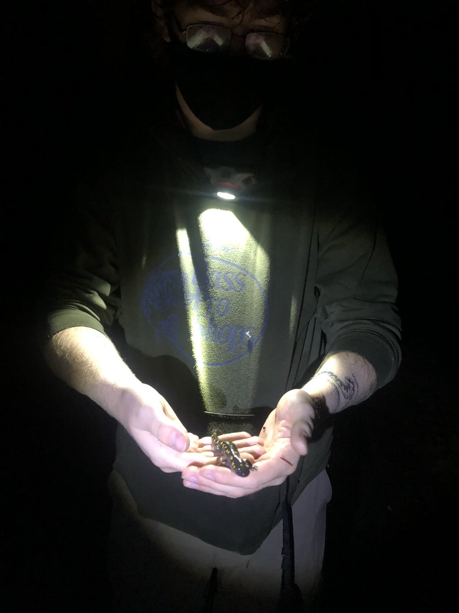 MacMacKenzie14's tweet photo. Maine’s first big night. Plenty of wood frogs, a couple peepers, and a large mix of salamanders. Can’t wait for the herping season to start up again https://t.co/LMzEfEODnt