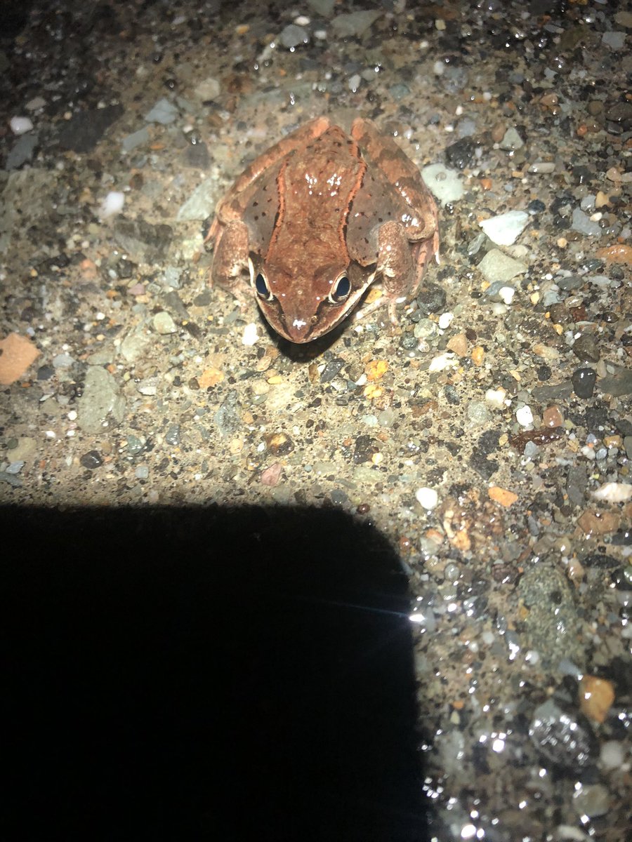 MacMacKenzie14's tweet photo. Maine’s first big night. Plenty of wood frogs, a couple peepers, and a large mix of salamanders. Can’t wait for the herping season to start up again https://t.co/LMzEfEODnt