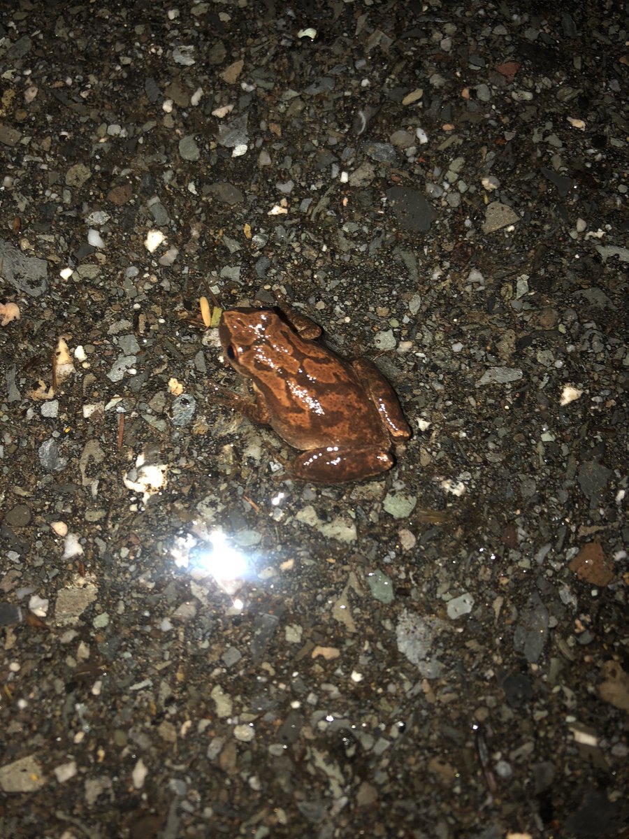 MacMacKenzie14's tweet photo. Maine’s first big night. Plenty of wood frogs, a couple peepers, and a large mix of salamanders. Can’t wait for the herping season to start up again https://t.co/LMzEfEODnt
