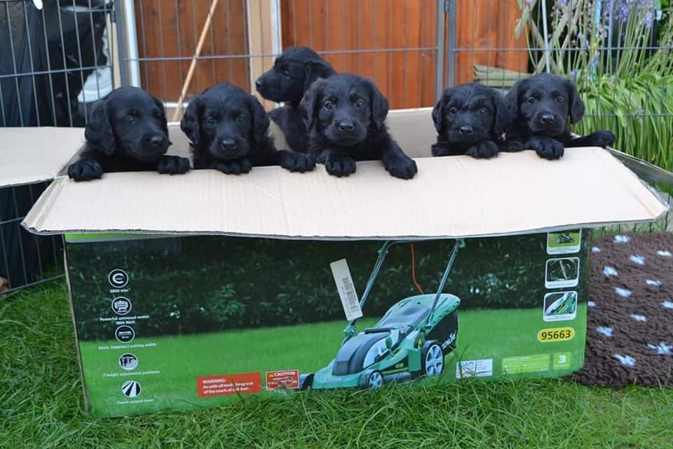 MiloTheGuide's tweet image. Here are some photos of me and my siblings at five weeks old, happy birthday to all of my siblings wherever you all are now 🥰🖤🧡🐾🐾