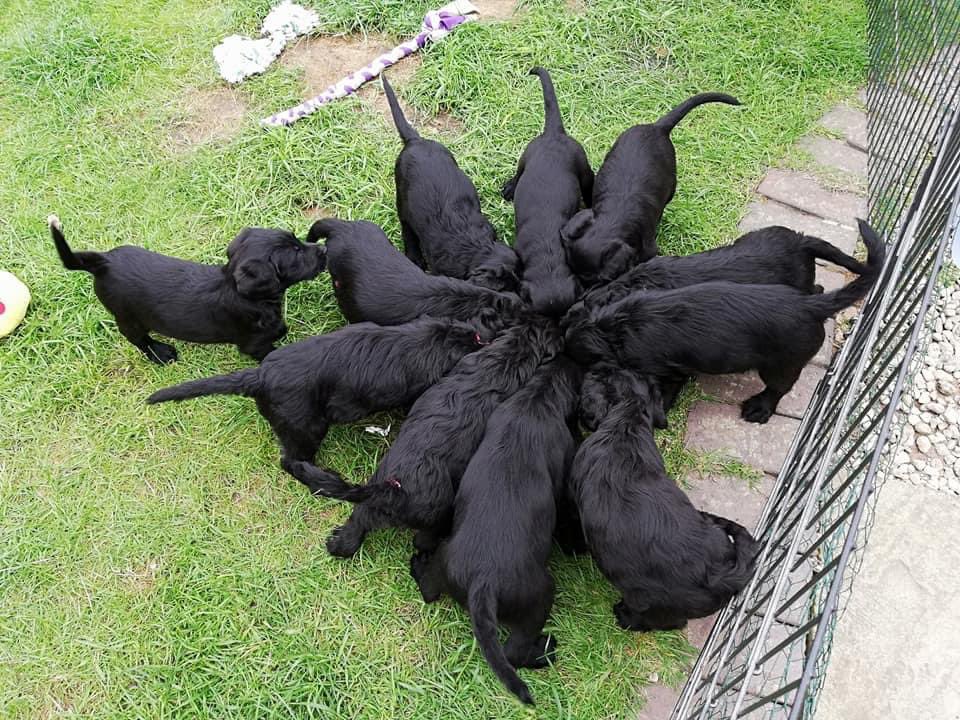 MiloTheGuide's tweet image. Here are some photos of me and my siblings at five weeks old, happy birthday to all of my siblings wherever you all are now 🥰🖤🧡🐾🐾