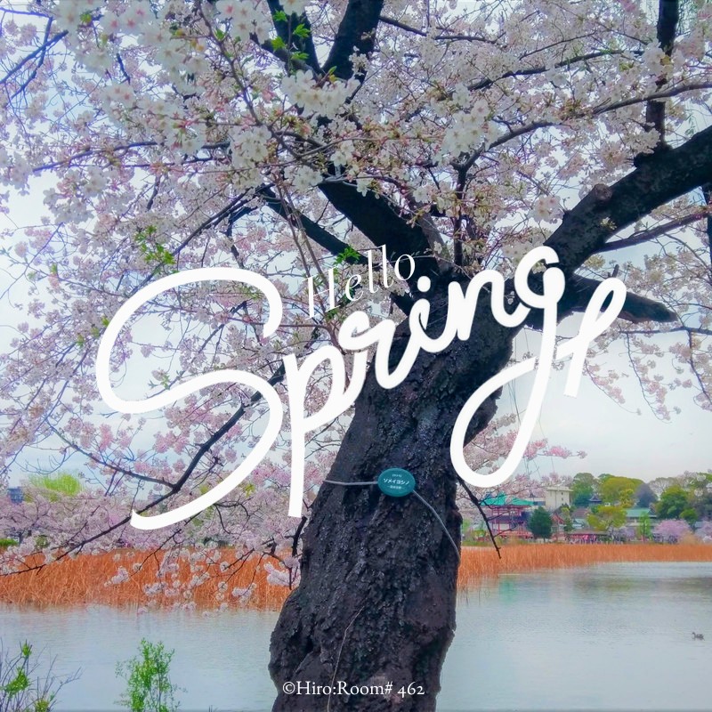 pphiropp264's tweet photo. #上野公園 #桜 です。 https://t.co/TDithFMSSf