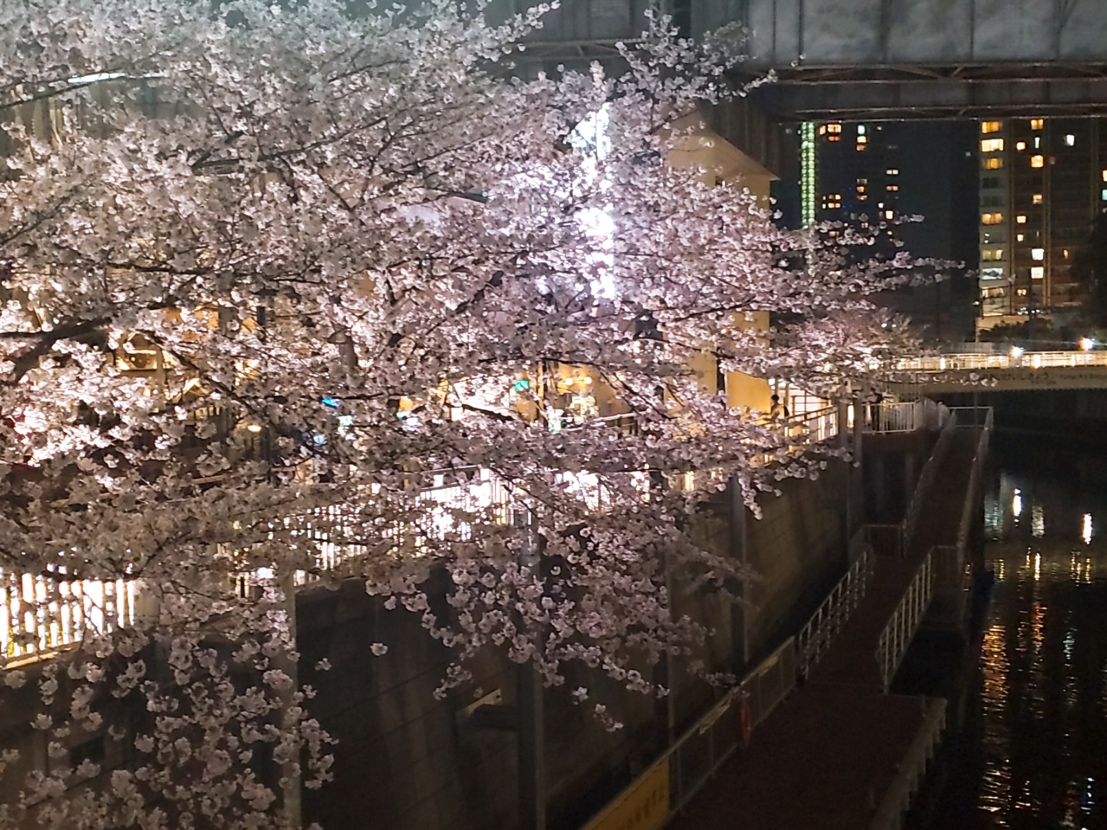 小野歩 昨日ウォーキング中に1枚 夜桜キレイ 今日雨降ってるので 少し散っちゃてるかな 春シーズンは桜が楽しみですよね 桜 春 夜桜 花見 ウォーキング 小野歩 昨日ウォーキング中に1枚 夜桜キレイ 今日雨降ってるので 少し散っちゃてるかな 春シーズンは桜が楽しみですよね 桜 春 夜桜 花見 ウォーキング