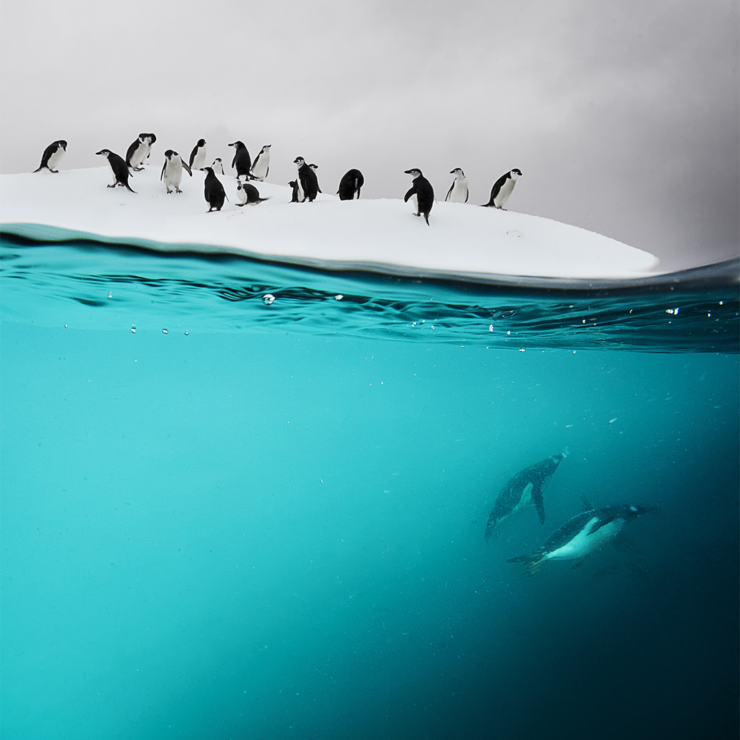 ROLEX's tweet photo. Photographer @DavidDoubilet inspires those dedicated to safeguarding the planet. He pioneered the split-image technique to take photos above and below the water simultaneously, and is always accompanied by his #RolexDeepsea. More https://t.co/WK6Mq7S0mO #RolexFamily #Perpetual https://t.co/Rgns4cpzaZ