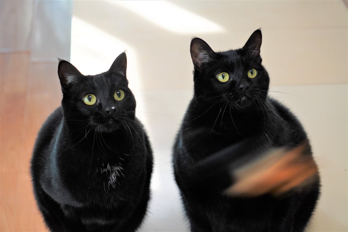 ねこすす うちの猫のyou Tubeはじめました 名前の最初をぽにすると超絶可愛い 猫 黒猫 ココショコ Cats ポコア ポョコラ 読めへんわ ねこすす うちの猫のyou Tubeはじめました 名前の最初をぽにすると超絶可愛い 猫 黒猫 ココショコ Cats ポコア ポョコラ 読めへんわ