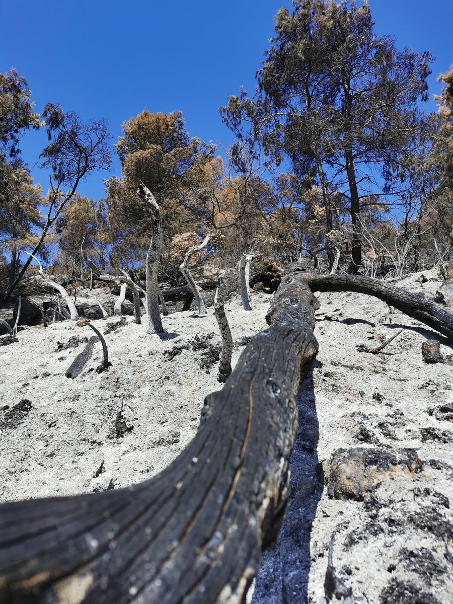 Adf144Espluga's tweet photo. ⛰️ 1 SETMANA DESPRÉS ⛰️
#ifsenan
#incendiscatalunya
#incendiforestal
#incendiscat
@sfadfcat https://t.co/NxfGh6I0UX
