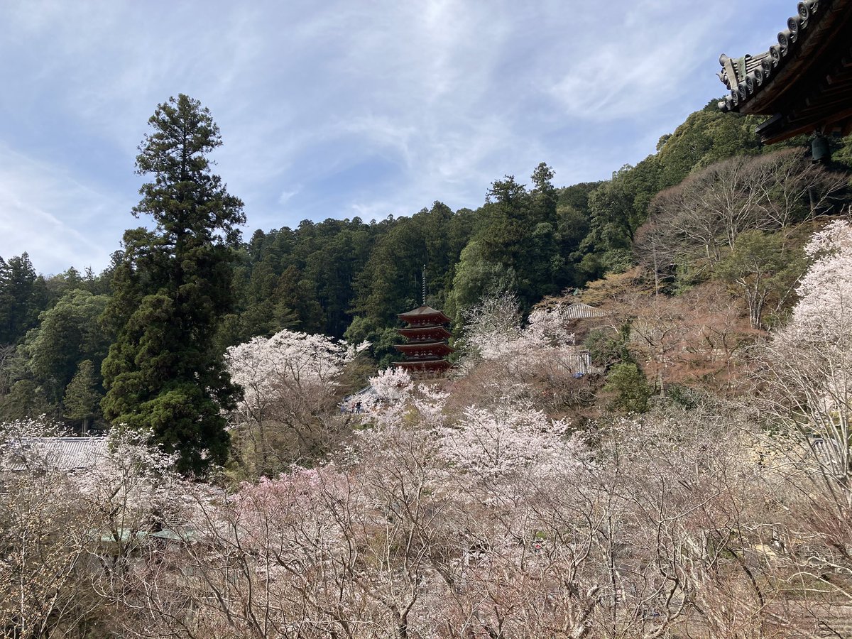 Hanafree12's tweet photo. 昨日の長谷寺の写真もすこし☺️

奈良県のお寺です。

桜満開で圧巻でした😊🌸

土曜日だったので気合を入れて朝早く出発！

着いたのは10時くらいでした。

思ったより人は少なめで、ゆっくり桜を満喫できました☺️ https://t.co/gcVVaoGKPB