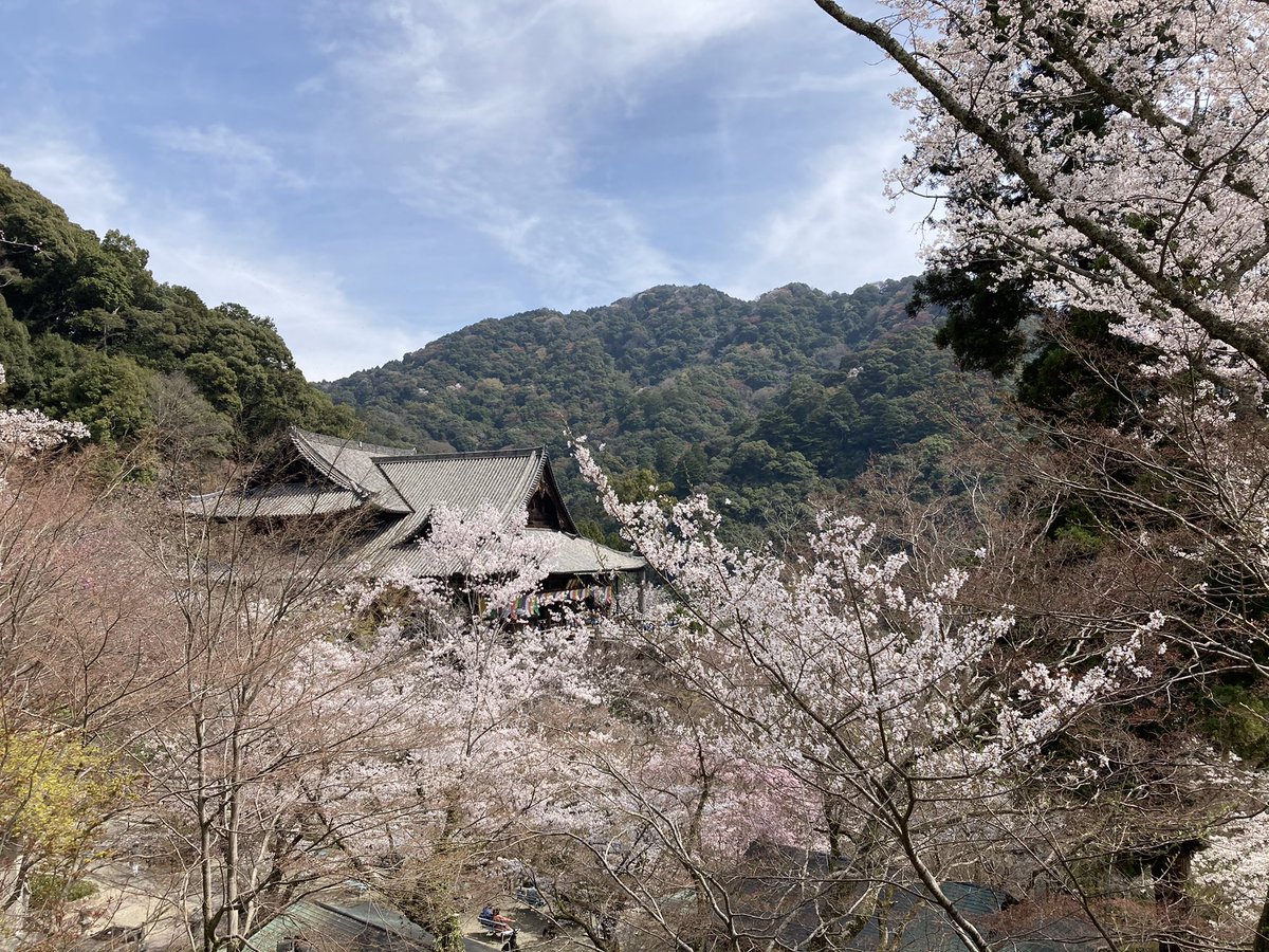 Hanafree12's tweet photo. 昨日の長谷寺の写真もすこし☺️

奈良県のお寺です。

桜満開で圧巻でした😊🌸

土曜日だったので気合を入れて朝早く出発！

着いたのは10時くらいでした。

思ったより人は少なめで、ゆっくり桜を満喫できました☺️ https://t.co/gcVVaoGKPB