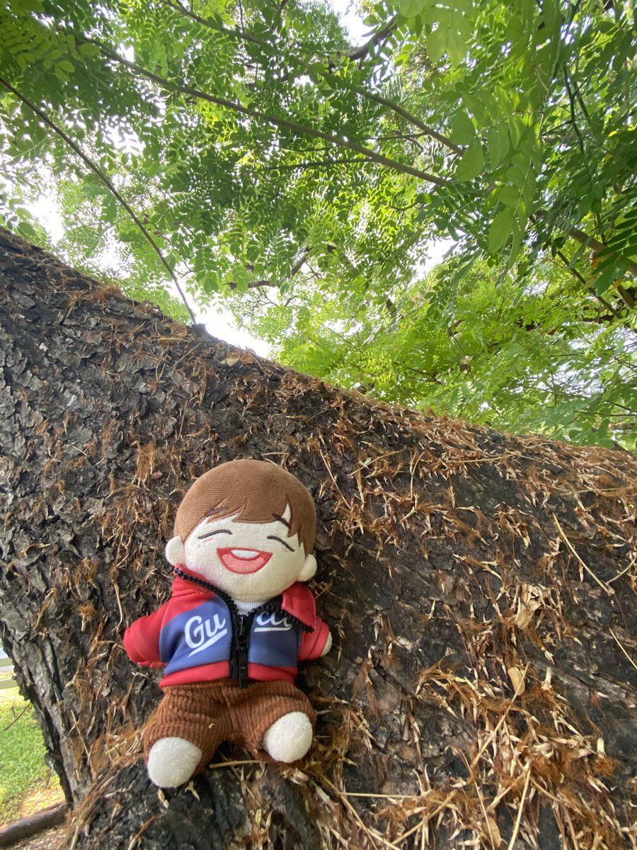 NuNunn24's tweet photo. ลูกชายหล่อ บอกต่อ สุดหล่อของหม่ามี๊ 🥰 หล่อด้วย ซนด้วย ไม่ยอมลงจากต้นไม้ 😆 🛹🛹 #ccchureview #คังแฟมมะยี่ https://t.co/p8ghtBKEgc