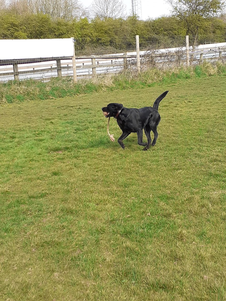 FurbabyPrince's tweet photo. Maw I g all furpals I've been out to #K9rec today exercising my humons, had plenty of #zoomies, #dogsafe #dogfriendly hope your all having a good weekend๐ @goldenprincessG @VincentP120918 @VICTORDOG1 @DylanTDog @TeriLynn54 @AndKojo @Obi_Obs @sidneychoccy @fateto @Darcydog6 https://t.co/rS1L4hKN7v