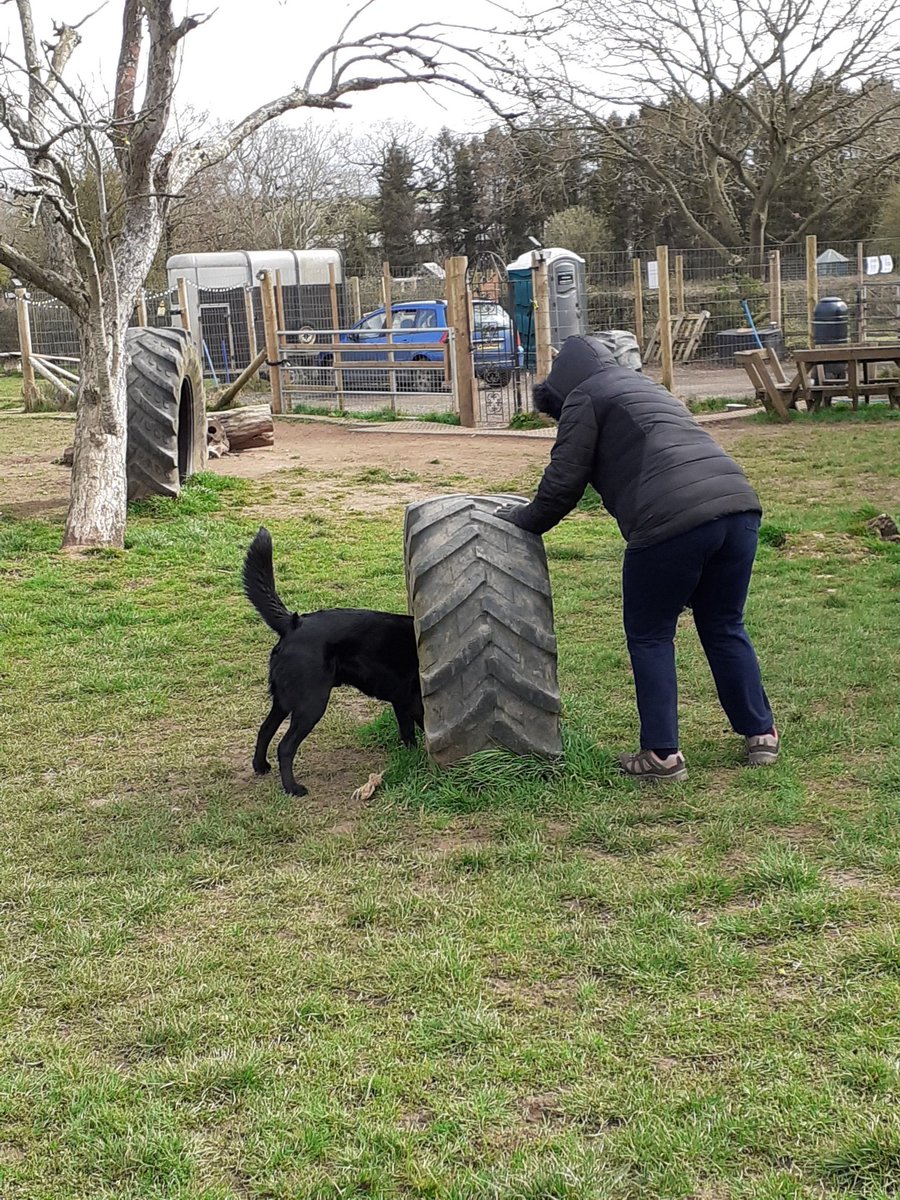 FurbabyPrince's tweet photo. Maw I g all furpals I've been out to #K9rec today exercising my humons, had plenty of #zoomies, #dogsafe #dogfriendly hope your all having a good weekend๐ @goldenprincessG @VincentP120918 @VICTORDOG1 @DylanTDog @TeriLynn54 @AndKojo @Obi_Obs @sidneychoccy @fateto @Darcydog6 https://t.co/rS1L4hKN7v