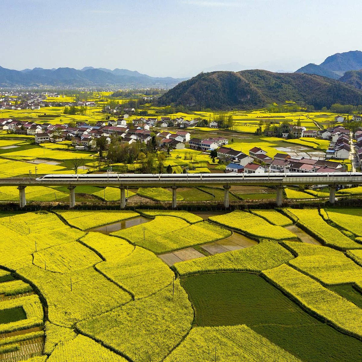 gruposinoasia's tweet photo. Começamos este domingo com às belas imagens de um trem bala viajando pelos Campos de flores coloridas em Hanzhong, província de Shaanxi no noroeste da China. 🇨🇳🌷 https://t.co/2klVLPbhEp