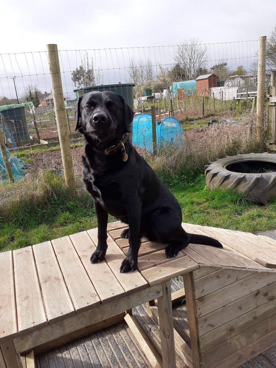 FurbabyPrince's tweet photo. Maw I g all furpals I've been out to #K9rec today exercising my humons, had plenty of #zoomies, #dogsafe #dogfriendly hope your all having a good weekend๐ @goldenprincessG @VincentP120918 @VICTORDOG1 @DylanTDog @TeriLynn54 @AndKojo @Obi_Obs @sidneychoccy @fateto @Darcydog6 https://t.co/rS1L4hKN7v
