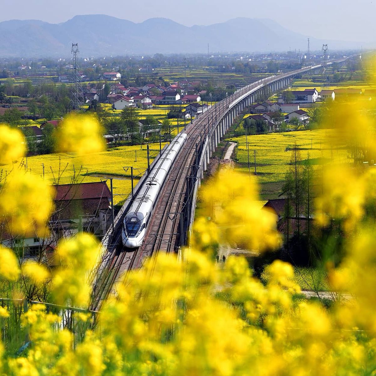 gruposinoasia's tweet photo. Começamos este domingo com às belas imagens de um trem bala viajando pelos Campos de flores coloridas em Hanzhong, província de Shaanxi no noroeste da China. 🇨🇳🌷 https://t.co/2klVLPbhEp