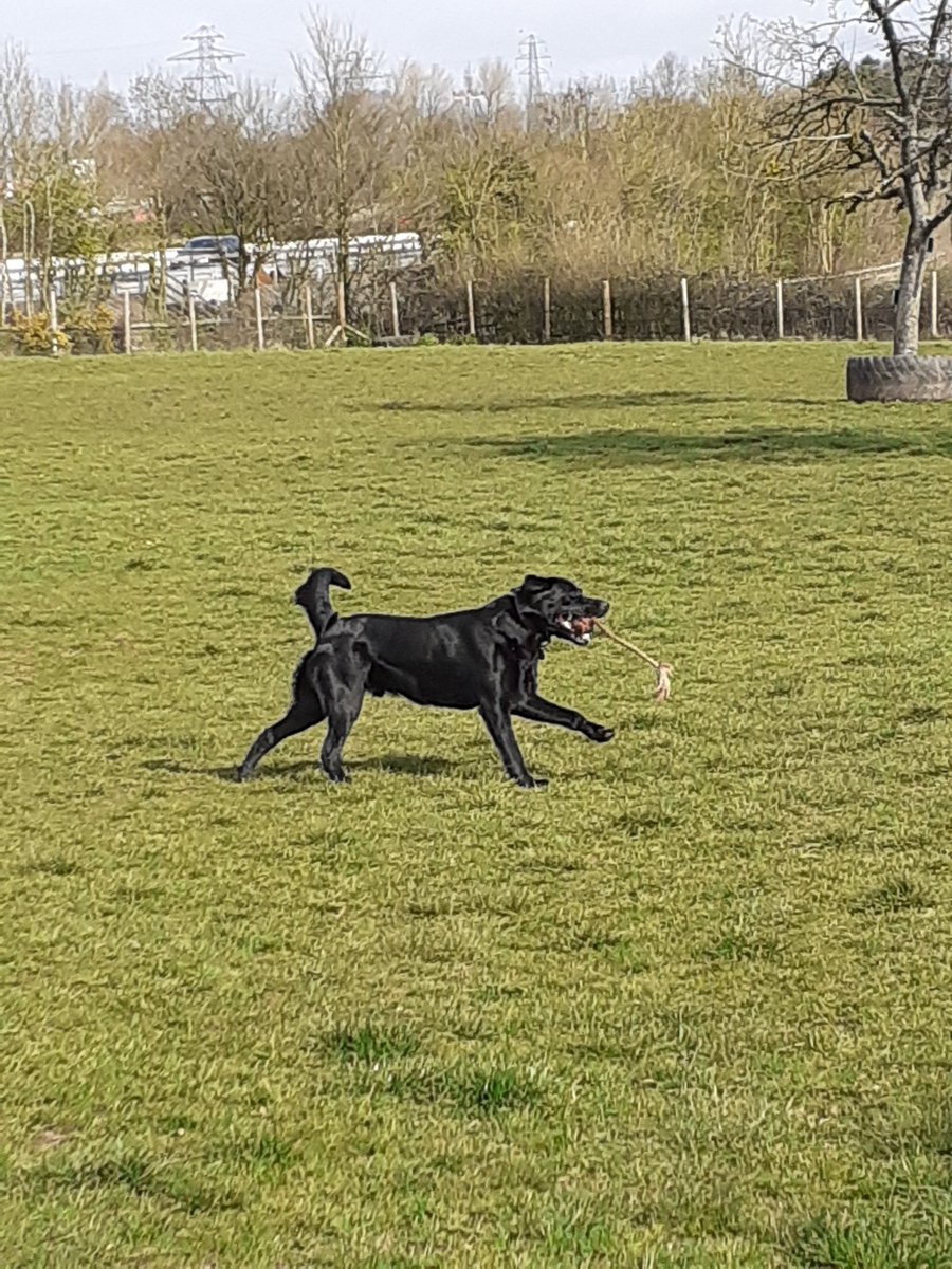 FurbabyPrince's tweet photo. Maw I g all furpals I've been out to #K9rec today exercising my humons, had plenty of #zoomies, #dogsafe #dogfriendly hope your all having a good weekend๐ @goldenprincessG @VincentP120918 @VICTORDOG1 @DylanTDog @TeriLynn54 @AndKojo @Obi_Obs @sidneychoccy @fateto @Darcydog6 https://t.co/rS1L4hKN7v