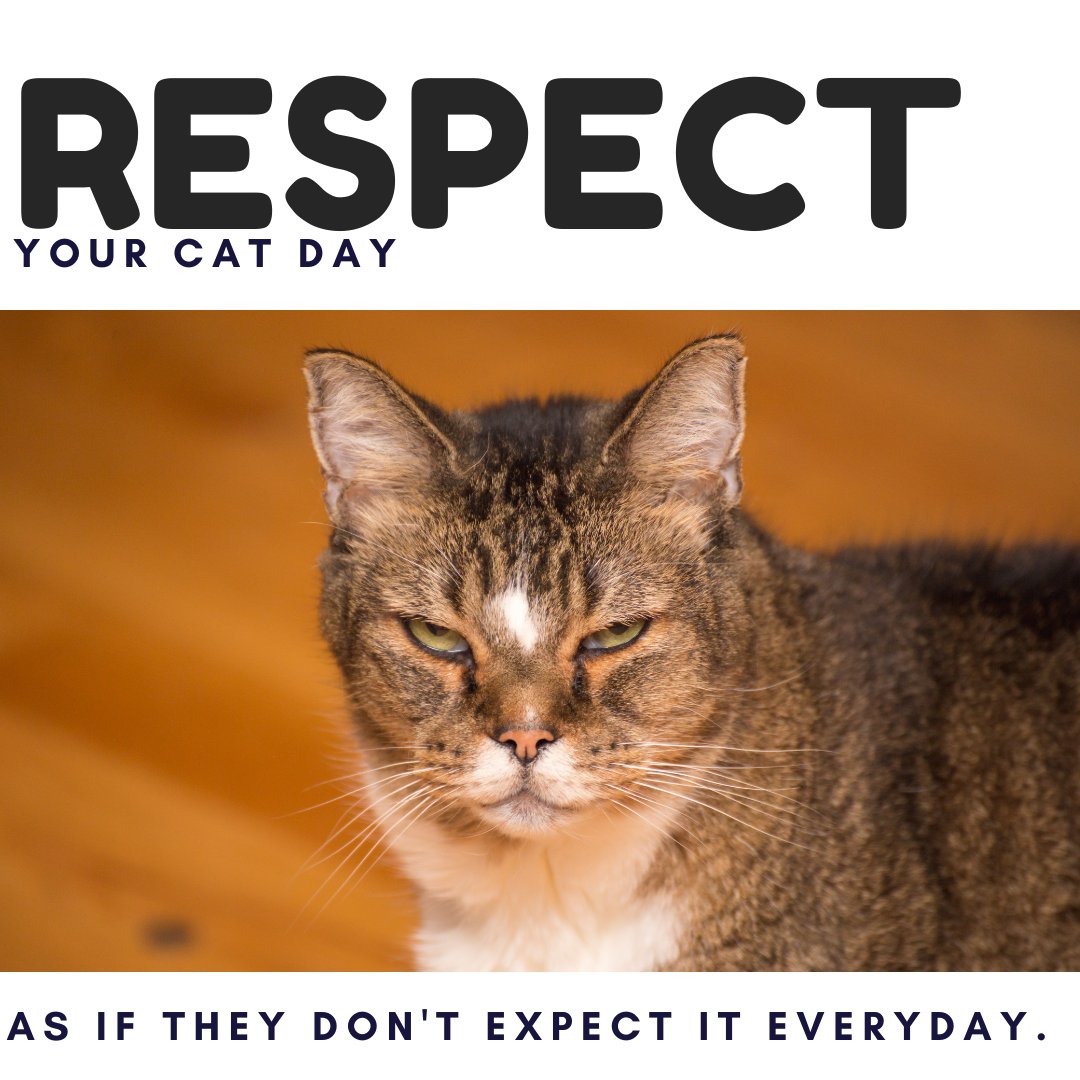 mipupico's tweet photo. This might be one of my favourite days. Of course they expect it every day, but Happy Respect Your Cat Day! 😆😺❤️ https://t.co/RGXeNLKlJY
