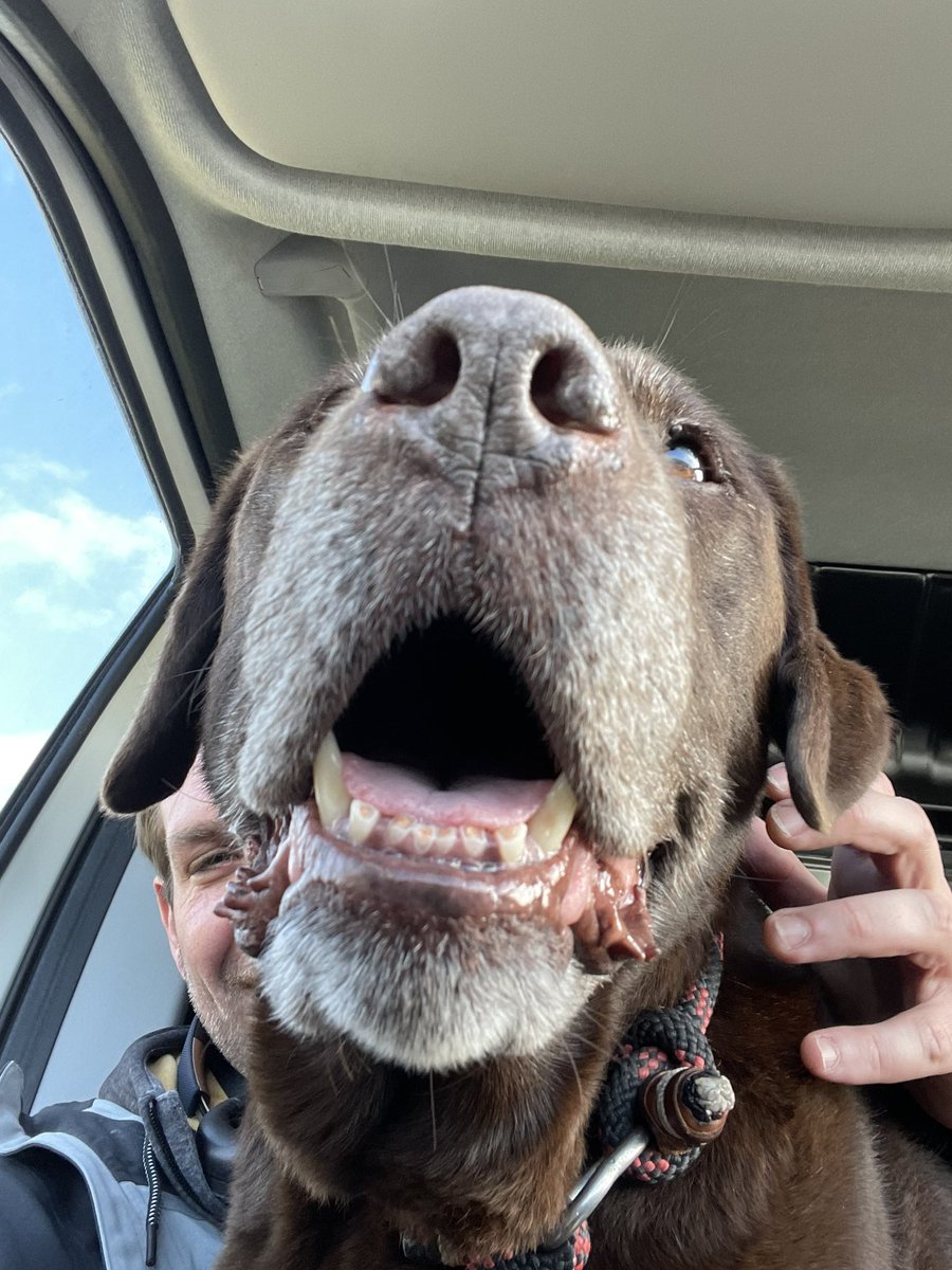 Wezenspyk's tweet photo. De ouwe lab wil graag voorin en op schoot...🙈 https://t.co/0Qr80inAhZ