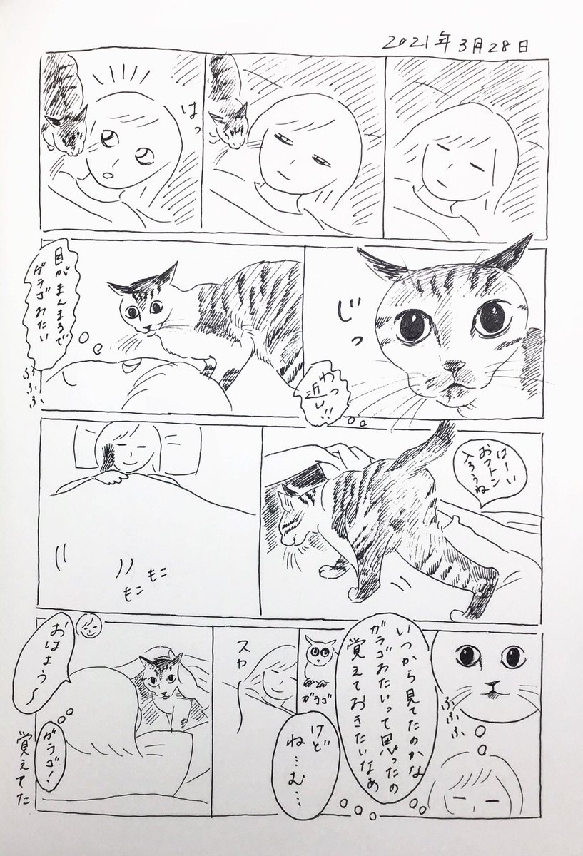 2021/3/28のぎんちゃん  #今日のぎんちゃん 
