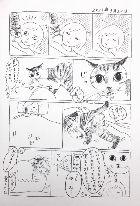 2021/3/28のぎんちゃん  #今日のぎんちゃん 