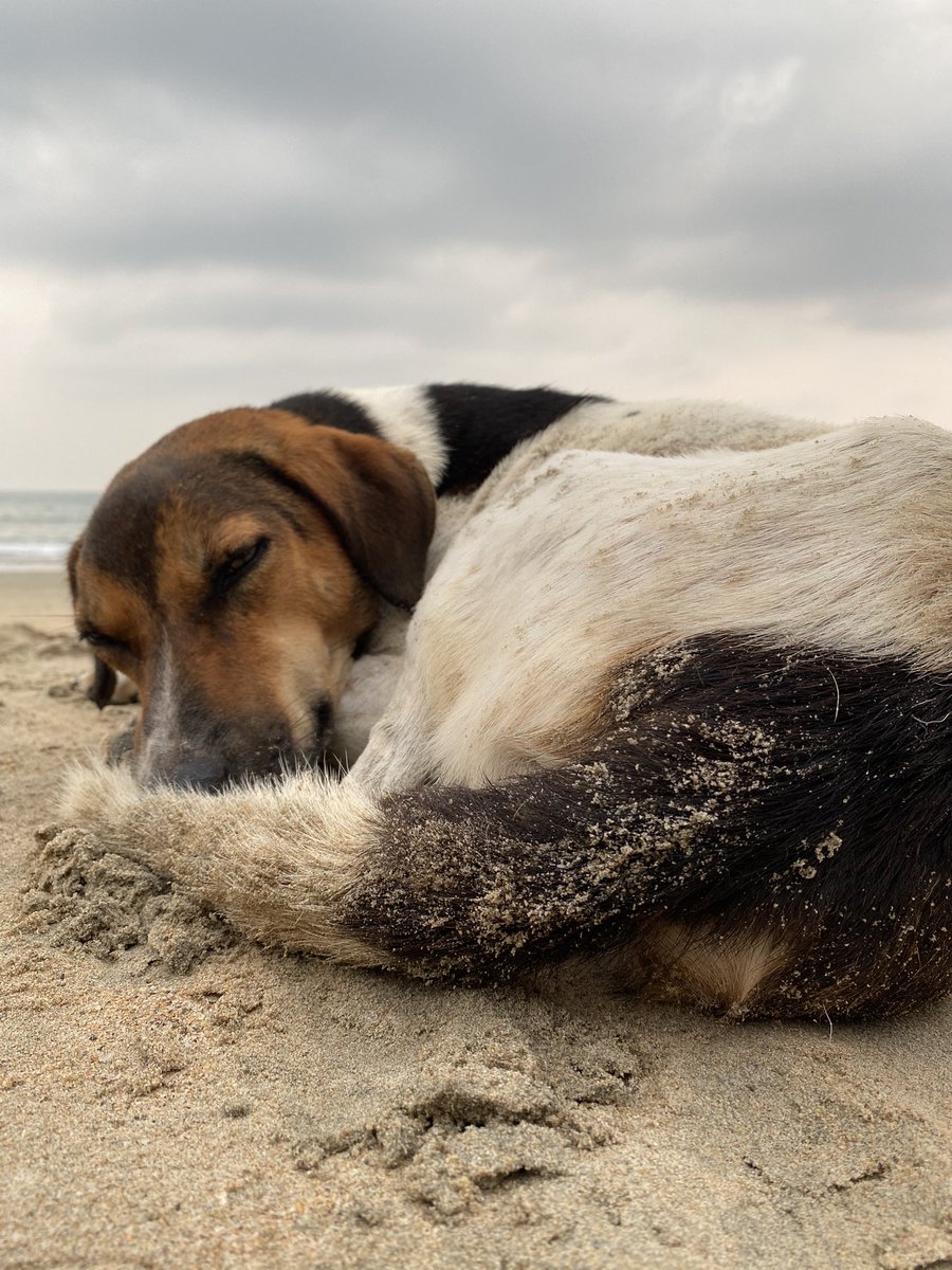 PBnrg's tweet photo. Ok fast asleep now. I really need to go pee #DogsofTwittter #DogsOfGoa https://t.co/xjIAJpRdY7