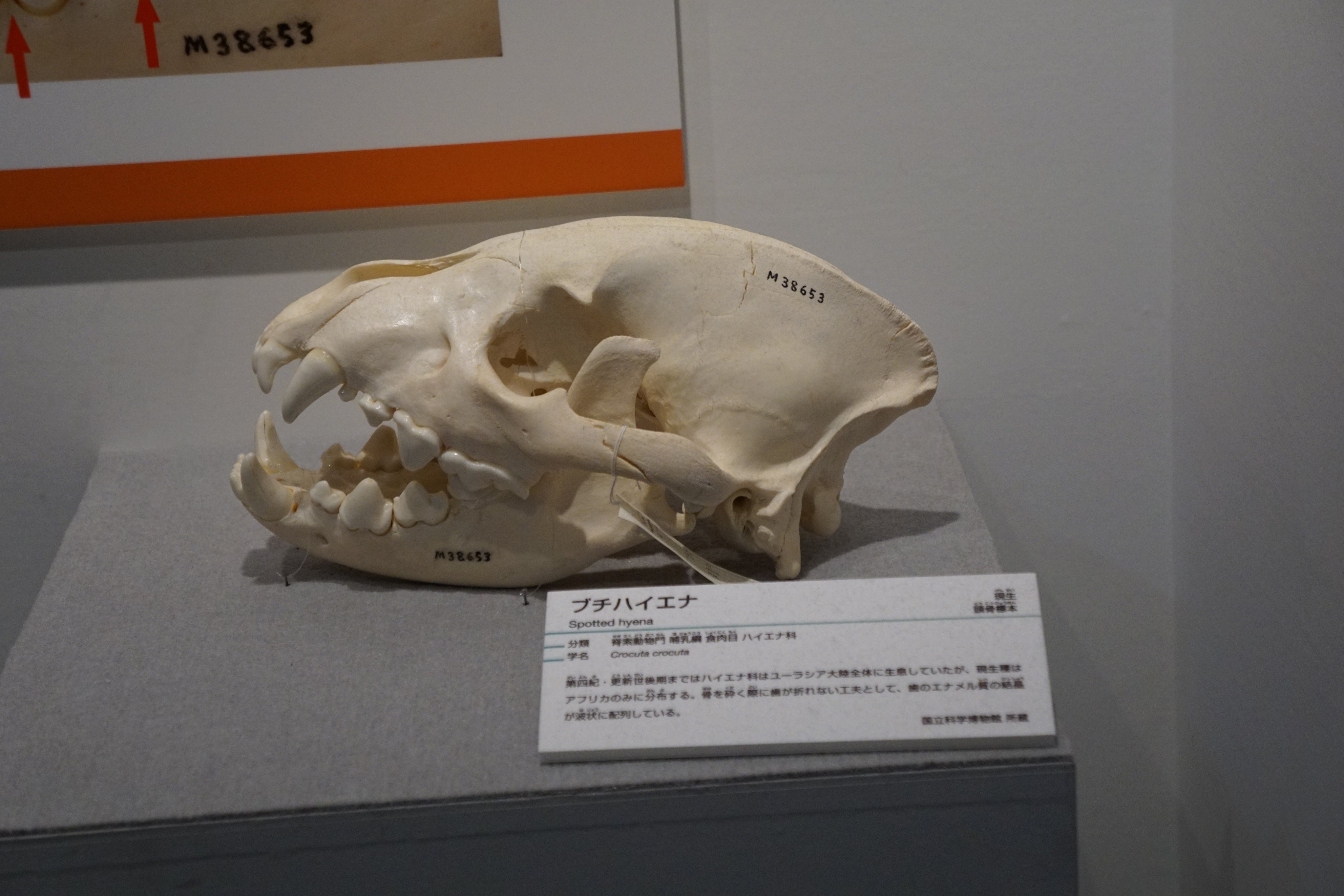 貴重！高品質 ブチハイエナの頭骨 B 貴重！高品質 ブチハイエナの頭骨 B