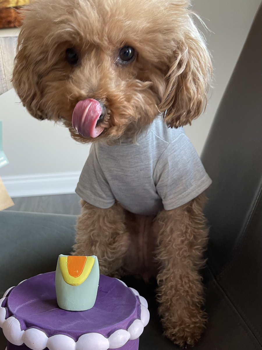 Happy 4th birthday Chloe!! #4thbirthday #dogsoftwitter #birthdaygirl 🥳🤎🎂🐶🐾