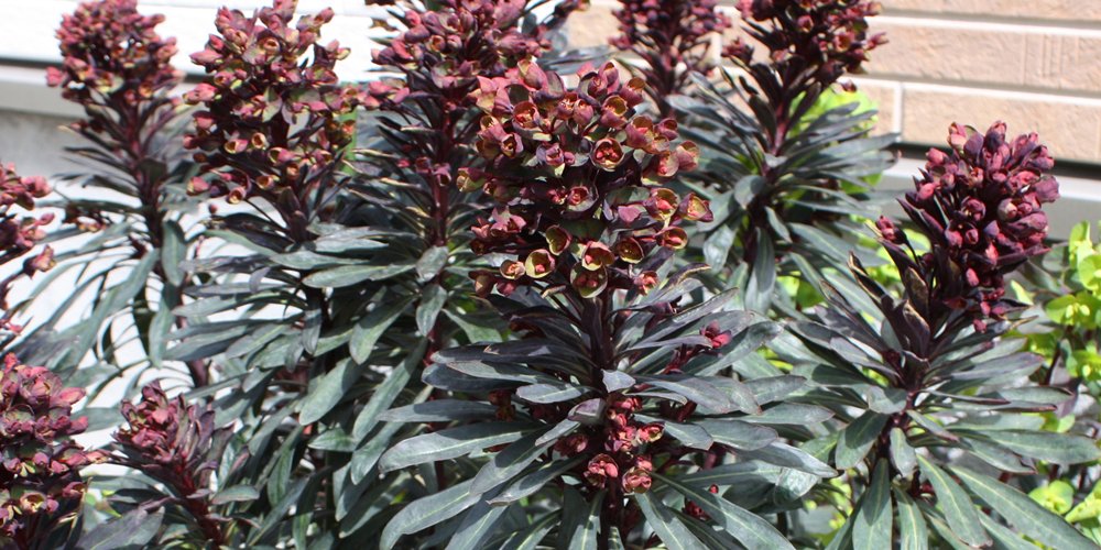 Tokuou 21年3月27日 ユーフォルビア ブラックバードが花を咲かせています 去年ちっさな株を買ったのがまさかこんなに大きくなるとは 独特の花と匂い この匂いが癖になるんだよね 笑 花は綺麗です ユーフォルビア ブラックバード 花 花が好き