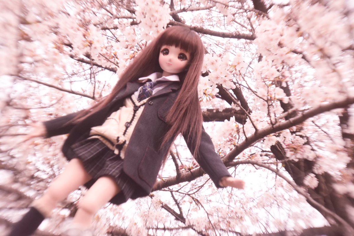 hazumixhinata's tweet photo. #smartdollcortex
#大崎甘奈「えっへへー☆こっちだよー！」
#見た人も無言で茶髪美少女貼れ
 #ノードール・ノーライフ #今夜のドール撮影120分一本勝負 #うちのこに癒され24時間 #桜
甘奈のアイドルオーラ！
くうかんがゆがんだ！
こうかはばつぐんだ！ https://t.co/5o0wxwoXnb