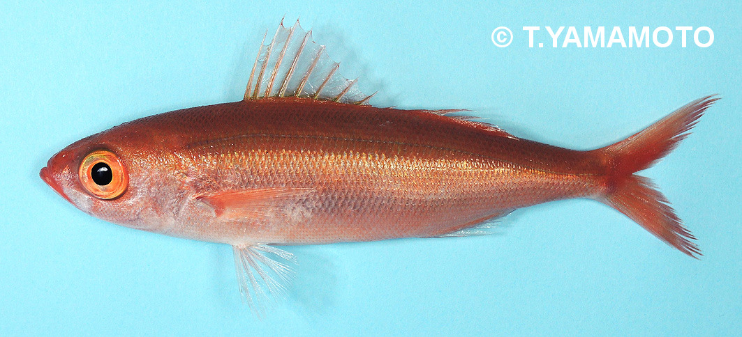 山本智之 ヒチビキ 全体に赤みが強く 目は正円形 水深100 0mに生息します 近縁種のロウソクチビキは第1背鰭と第2背鰭の間隔が広いのに対し ヒチビキは両背鰭が近接しています ハチビキ科