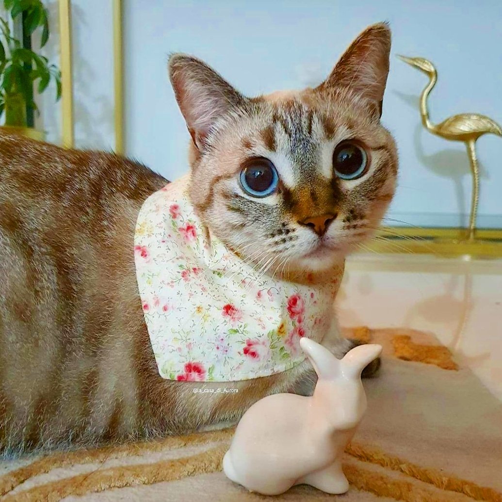overload_cat's tweet photo. Adorable ❤❤ 

#CatsOfTwitter #CatsOnTwitter #caturday #cat #cats #catsofinstagram #catlife #catlover #catlovers #ilovemycat #chat #neko #meow #pets #animal #catsagram #catstagram #ねこ #猫  #고양이 
#にゃんこ #instacat #kitten #gato #bestmeow
#SundayMorning #sundayvibes https://t.co/vGI2bqhyY6