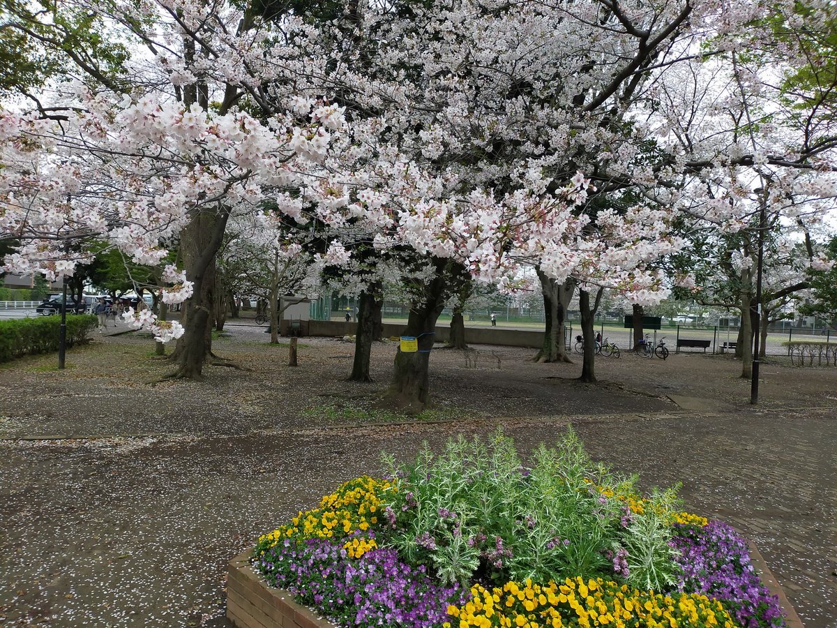 ibluestudio1's tweet photo. 関東は桜が満開です！
しかし天気が崩れてきているので、今日明日がMaxかもです💦
毎年この時期になると綺麗な桜が見れるので、日本人に産まれて本当に良かったとつくづく思う🎵 https://t.co/mke4xOsiLm
