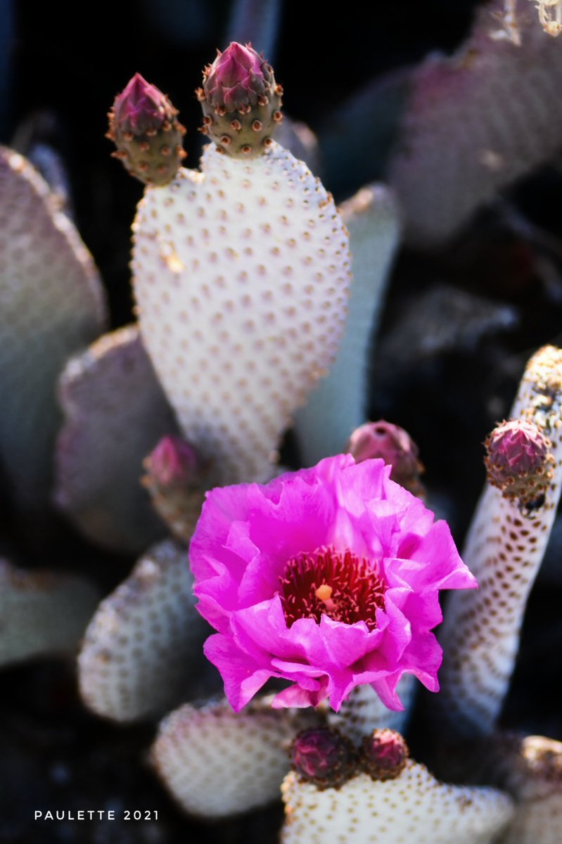 sdpaulette's tweet photo. Spring has sprung as a #microbloom in @AnzaBorregoPark @CAStateParks
#beavertailcactus #barrelcactus #Hedgehogcactus #agavebloom #Spring #Desert #Flowers #FlowerReport https://t.co/4temnew3vU