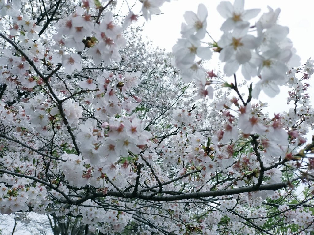 ibluestudio1's tweet photo. 関東は桜が満開です！
しかし天気が崩れてきているので、今日明日がMaxかもです💦
毎年この時期になると綺麗な桜が見れるので、日本人に産まれて本当に良かったとつくづく思う🎵 https://t.co/mke4xOsiLm