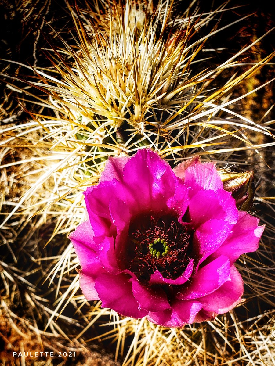 sdpaulette's tweet photo. Spring has sprung as a #microbloom in @AnzaBorregoPark @CAStateParks
#beavertailcactus #barrelcactus #Hedgehogcactus #agavebloom #Spring #Desert #Flowers #FlowerReport https://t.co/4temnew3vU