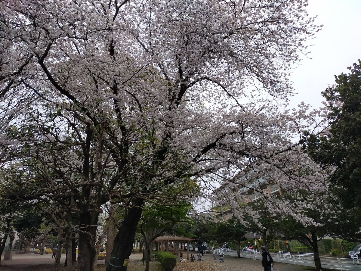 ibluestudio1's tweet photo. 関東は桜が満開です！
しかし天気が崩れてきているので、今日明日がMaxかもです💦
毎年この時期になると綺麗な桜が見れるので、日本人に産まれて本当に良かったとつくづく思う🎵 https://t.co/mke4xOsiLm